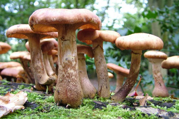 揭蘑菇的功效与作用 吃蘑菇有哪些好处