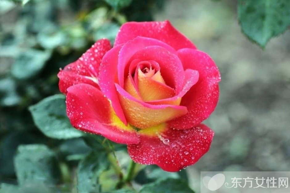 一年四季都盛开的花是什么花 它们的话语是什么