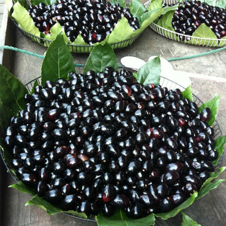 春天花粉过敏怎么办 尽量少 沾花惹草