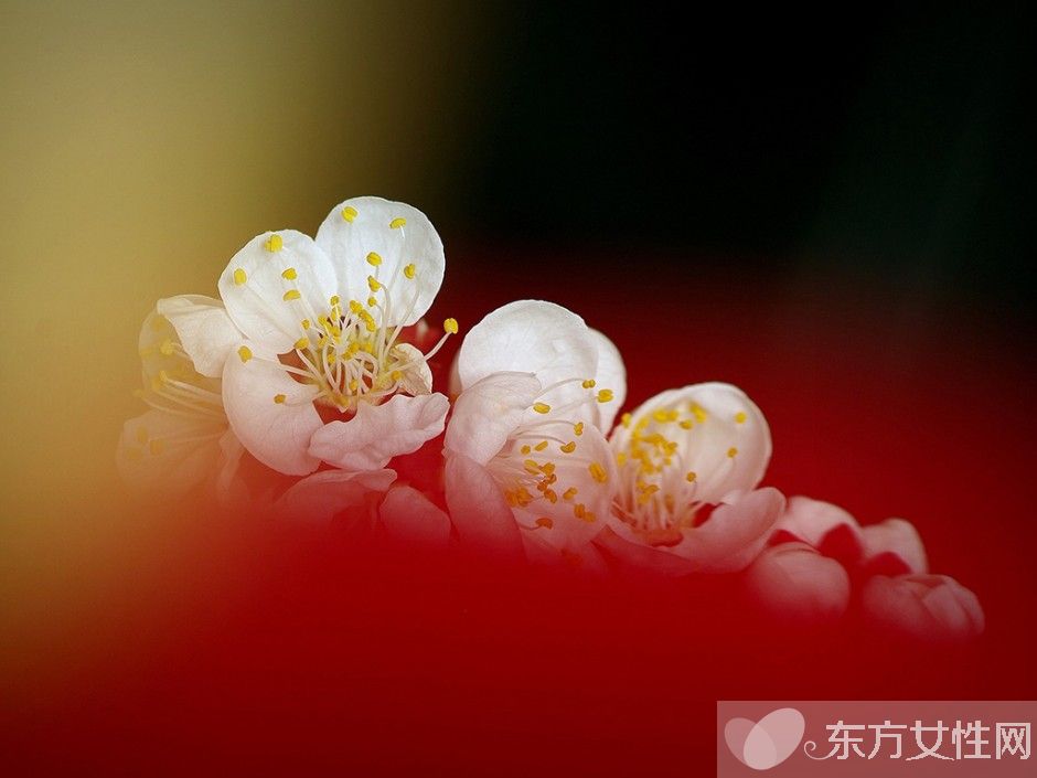 世界各国的国花是什么 十国的国花代表