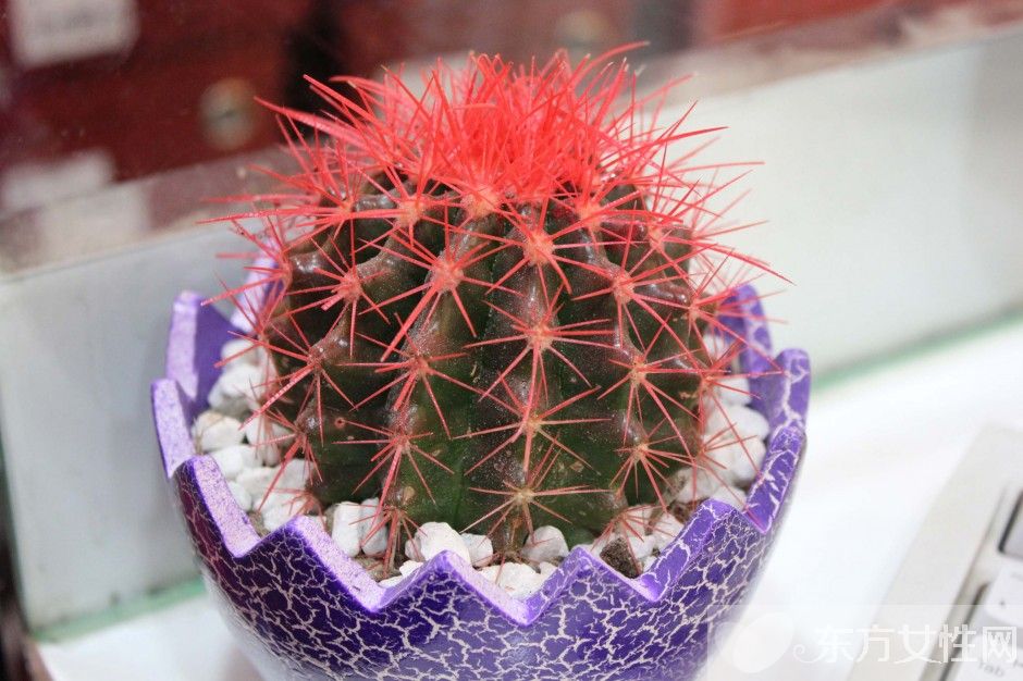 冬天室内适合养什么花