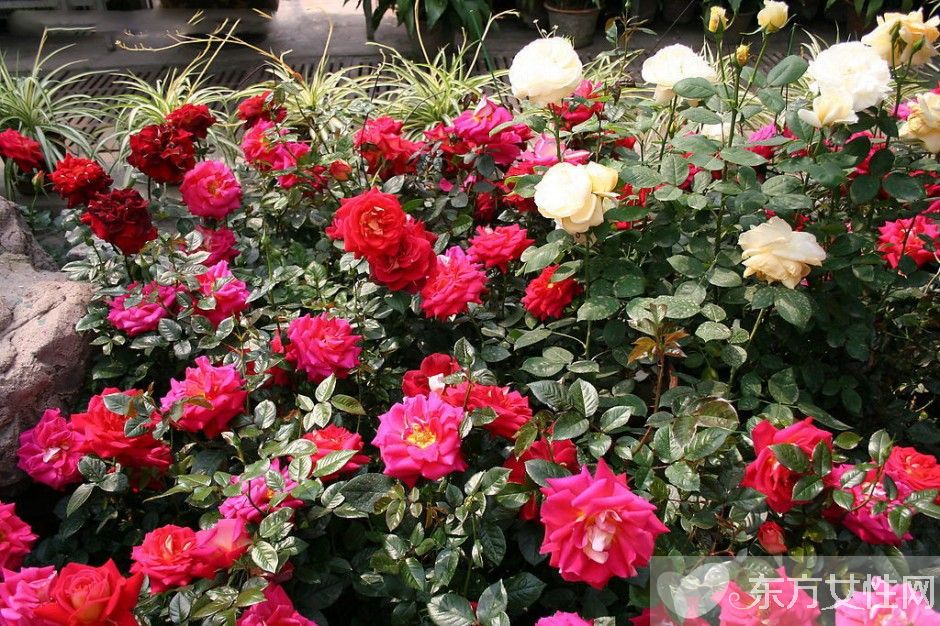 月季的花语是什么 月季花的唯美故事你一定要看