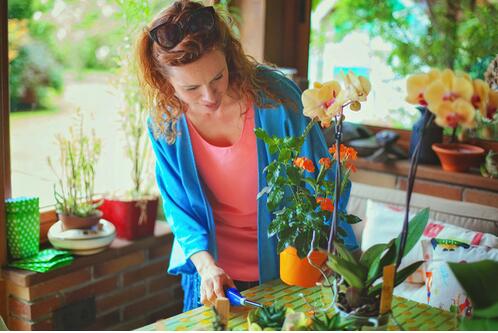 家中养什么花好 这些花即美观又舒心养生
