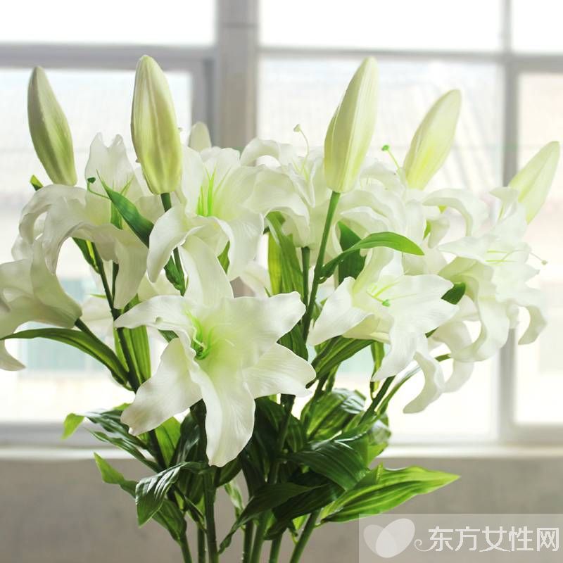 香水百合花语是什么 美丽的香水百合居然有毒