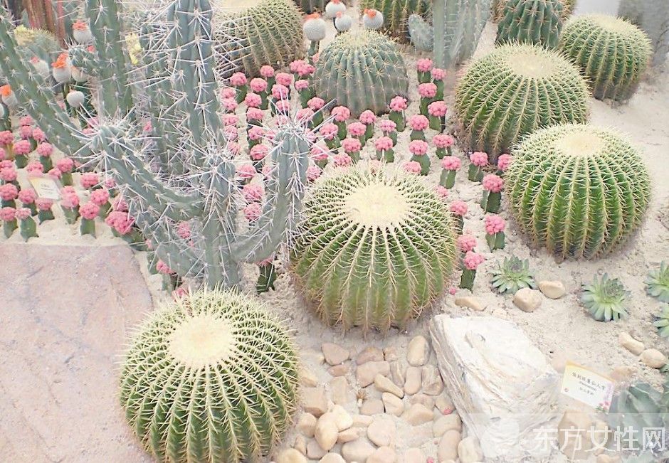 冬天室内适合养什么花