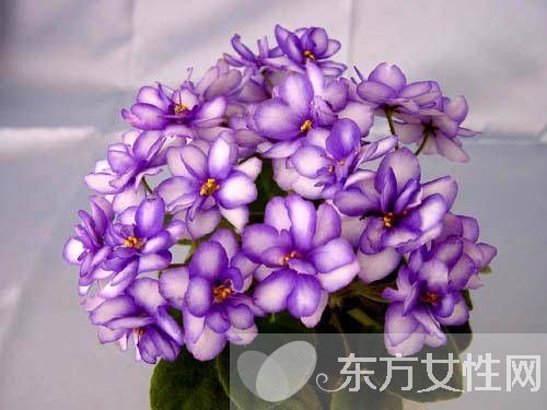 紫罗兰花语是什么 为什么说紫罗兰是最神秘的花