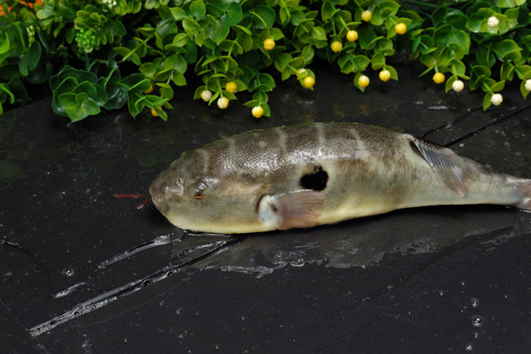 河豚毒素在哪 揭密河豚毒素的位置