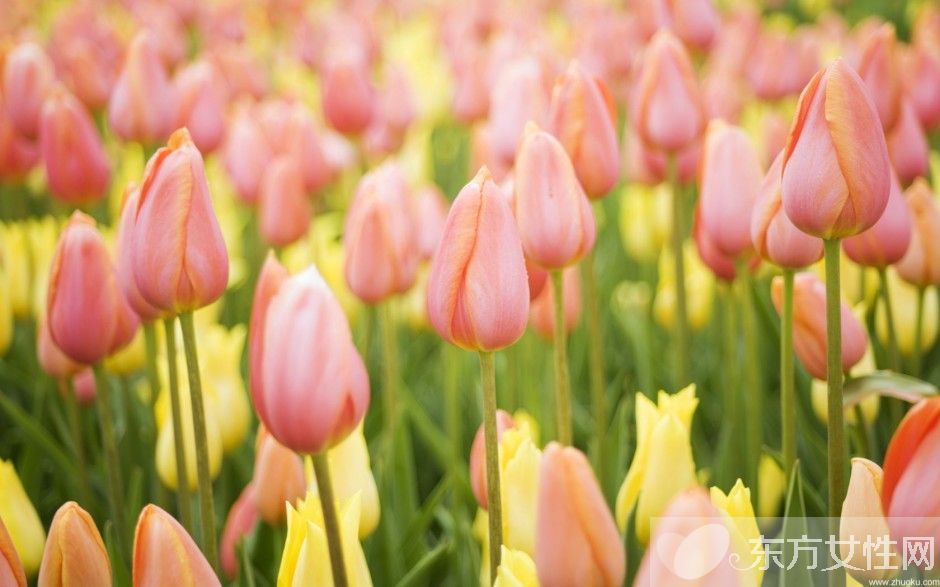 郁金香的花语是什么 郁金香原来是这么来的