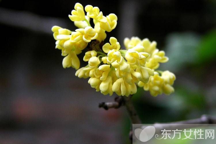 中国十大名花分别是什么 分别代表着什么象征