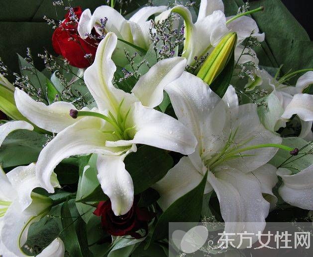 香水百合花语是什么 美丽的香水百合居然有毒