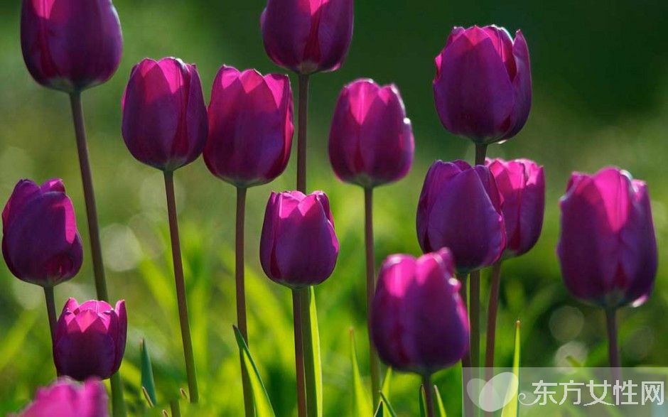 郁金香的花语是什么 郁金香原来是这么来的