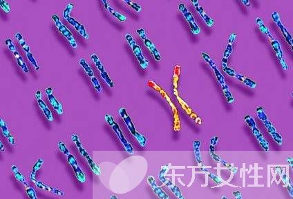 什么是染色体核型分析 染色体核型分析报告怎么看