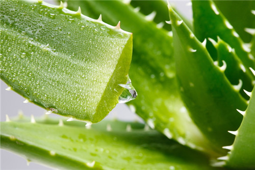 芦荟怎么美容 调节皮肤水油平衡就靠它