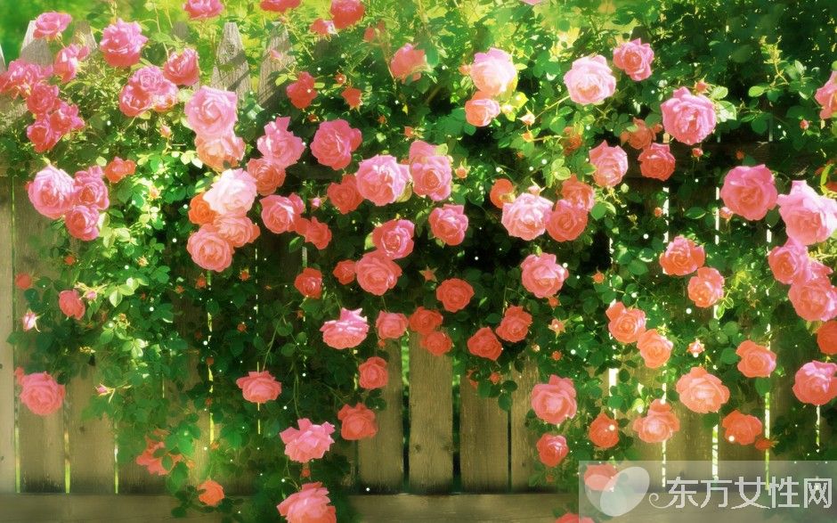 玫瑰的花语是什么  揭各种颜色数量玫瑰所蕴含的花语