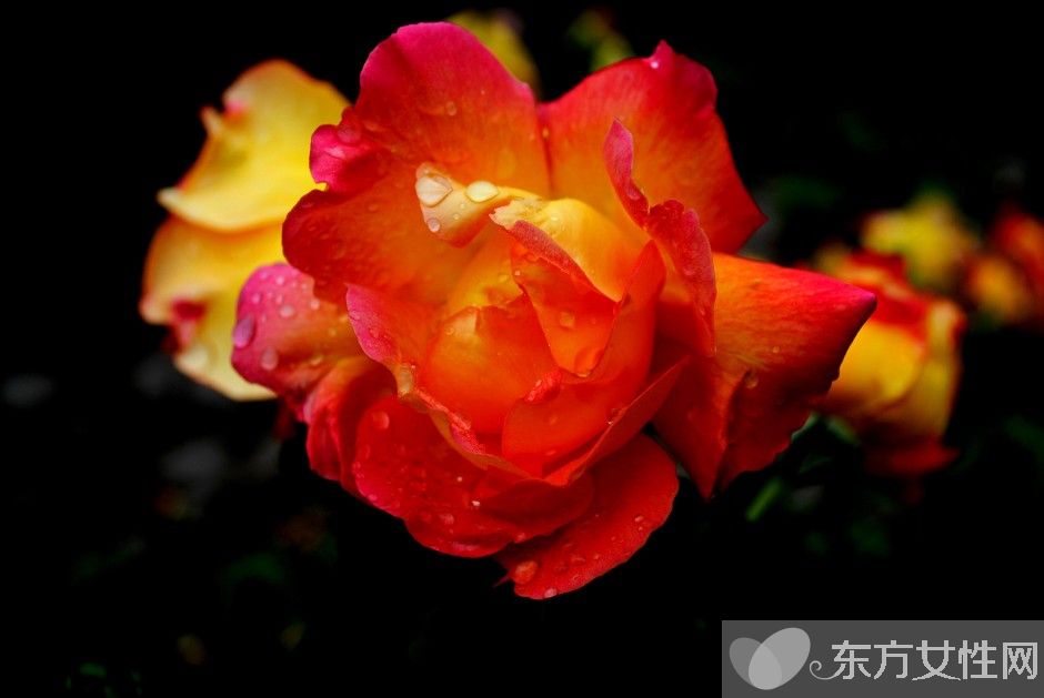 月季的花语是什么 月季花的唯美故事你一定要看