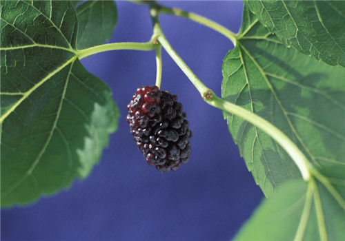 桑果的功效有哪些 体质偏寒需注意