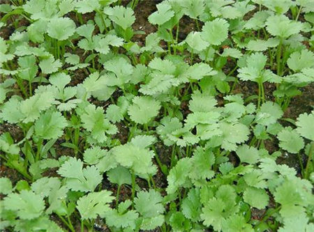 香菜的功效与作用 香菜的副作用有哪些