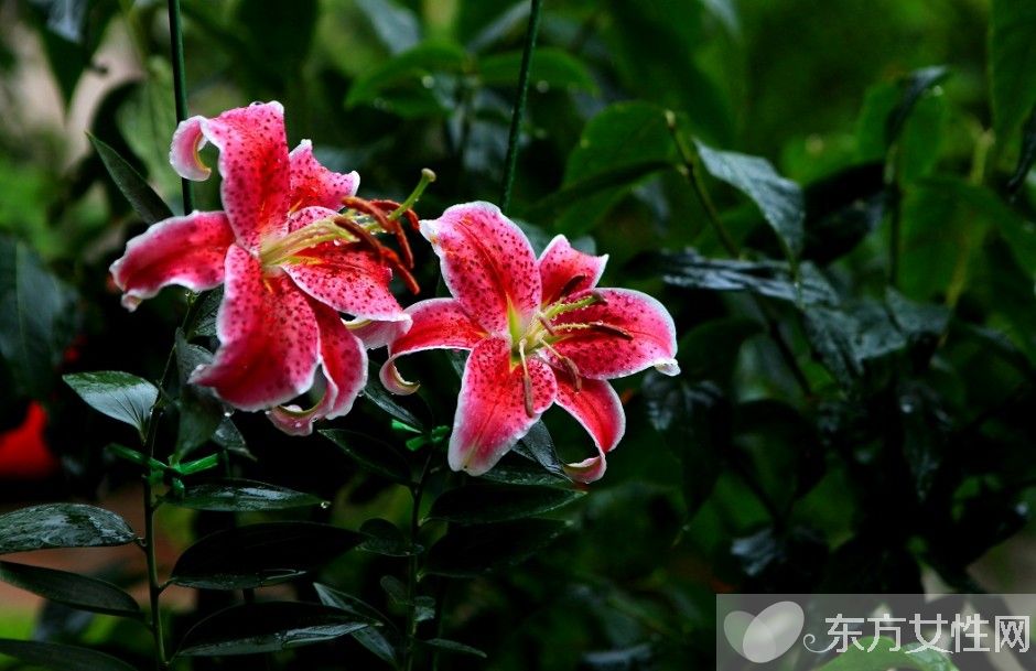 香水百合花语及传说大全  香水百合应该怎么养