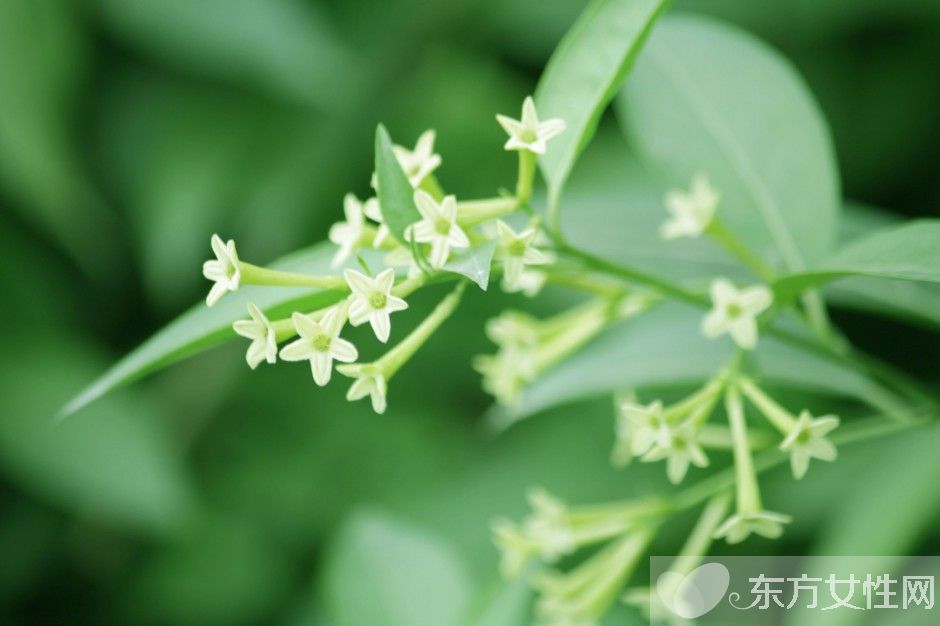 驱蚊的植物有哪些 9大夏季驱蚊谣言你知多少