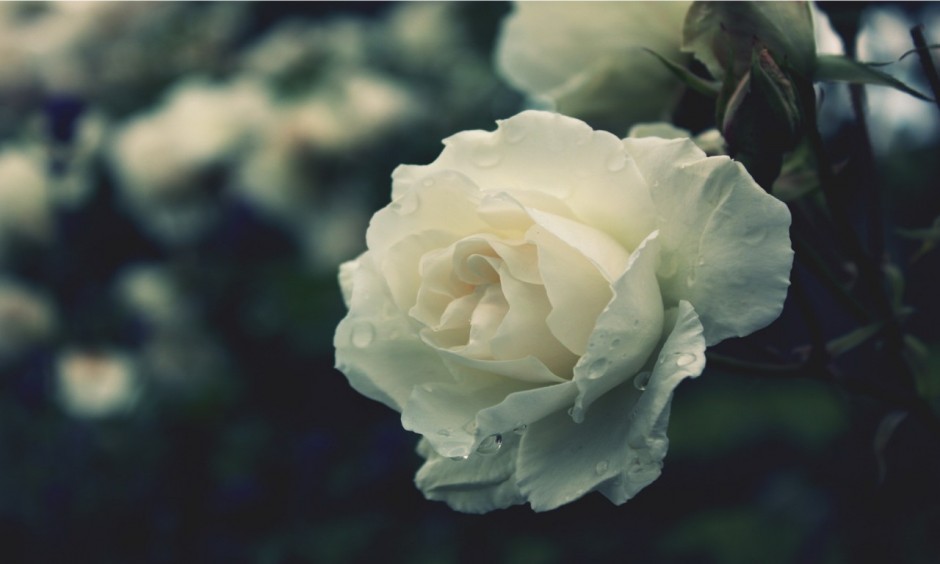 玫瑰的花语是什么  揭各种颜色数量玫瑰所蕴含的花语