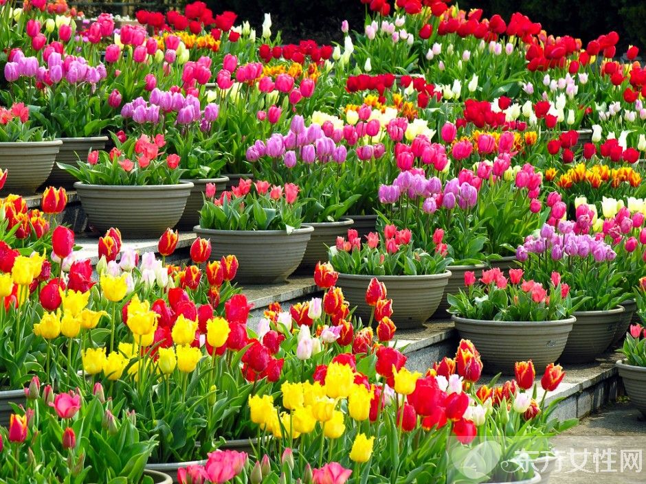 郁金香的花语是什么 郁金香原来是这么来的