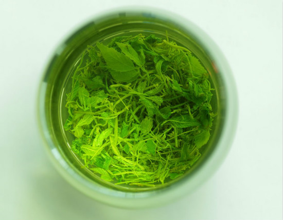 绞股蓝泡水喝的功效 绞股蓝食用方法