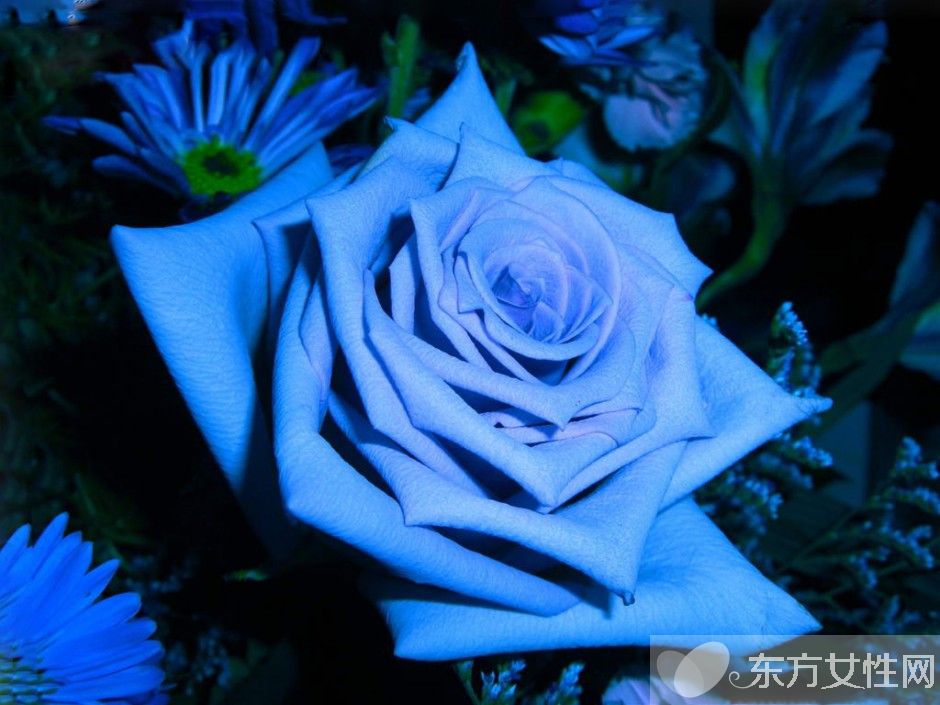 玫瑰的花语是什么 玫瑰的药用价值居然这么庞大