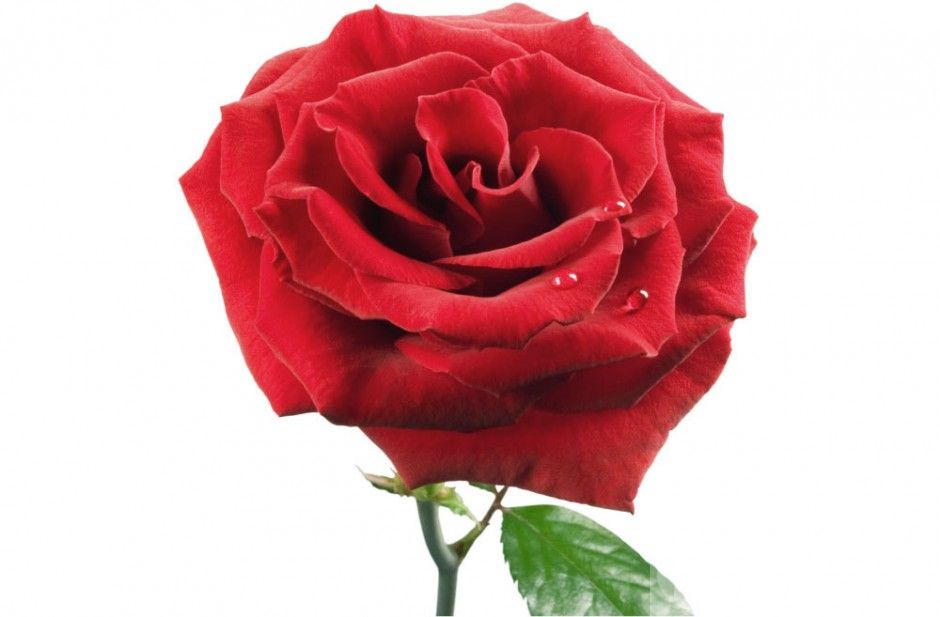 33朵玫瑰代表什么 玫瑰花的花语是什么