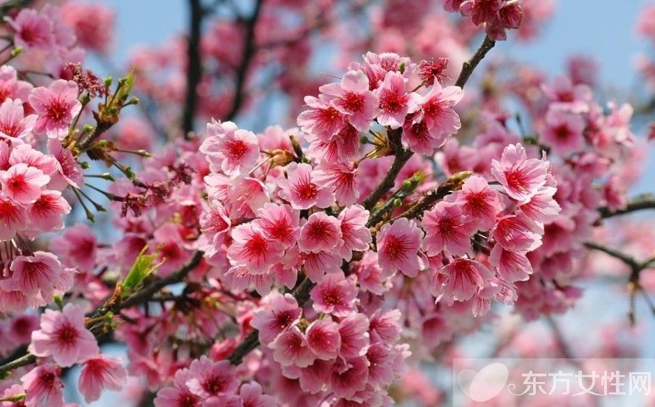 樱花的花语是什么 樱花的爱情传说是怎样的