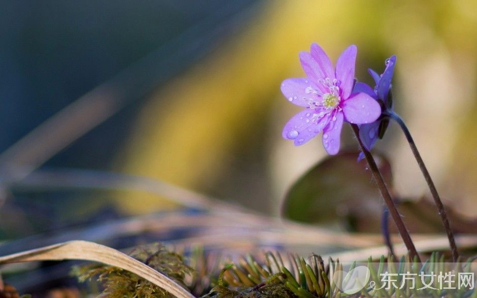 紫罗兰花语是什么 为什么说紫罗兰是最神秘的花
