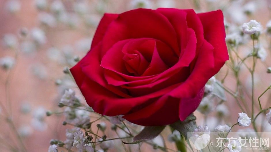 英国国花是什么 玫瑰花代表的寓意
