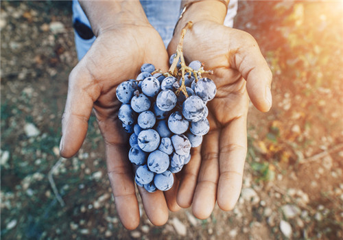 提子的营养价值有哪些 多吃提子有什么好处