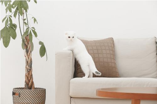 家中养什么花好 这些花即美观又舒心养生