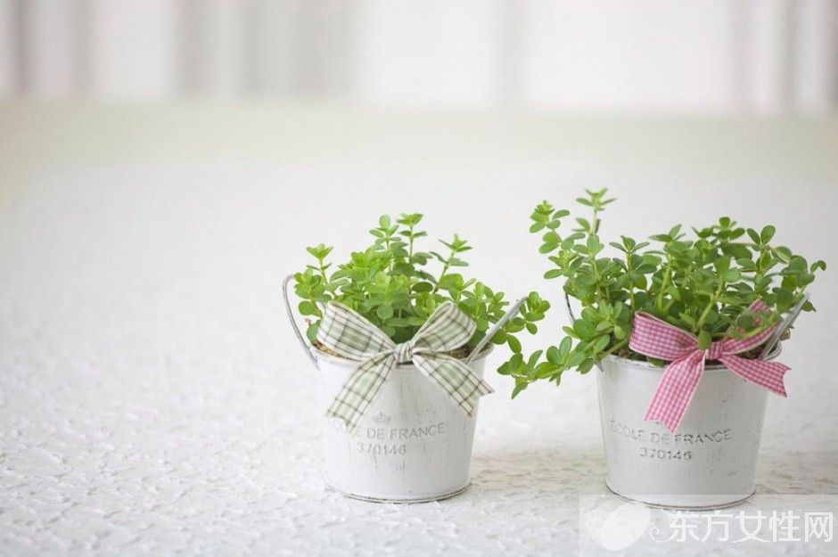 防辐射植物的最佳选择 这些植物可以净化空气哦