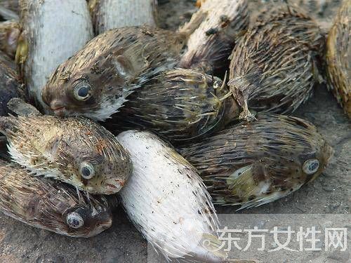 河豚毒素在哪 河豚毒素有什么作用