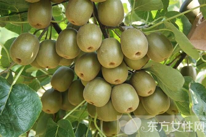 孕妇可以吃猕猴桃吗 猕猴桃的食用禁忌你了多少