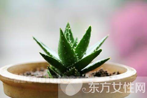 芦荟怎么美容 教你使用新鲜芦荟的美容方法