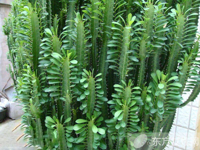 防辐射植物的最佳选择 这些植物可以净化空气哦