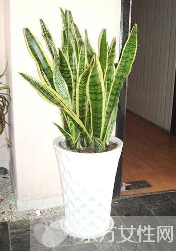 虎皮兰的三大风水作用 虎皮兰对家居环境还有这影响