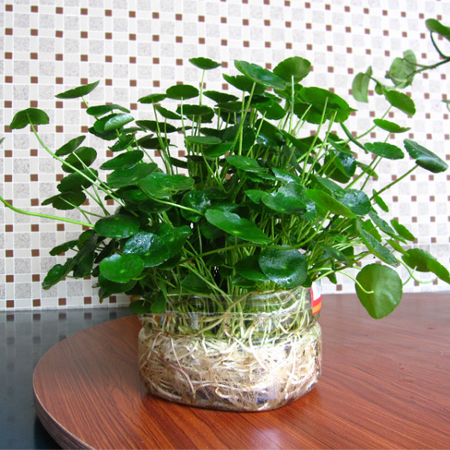 4大生活健康小贴士 让你的生活赶跑疾病