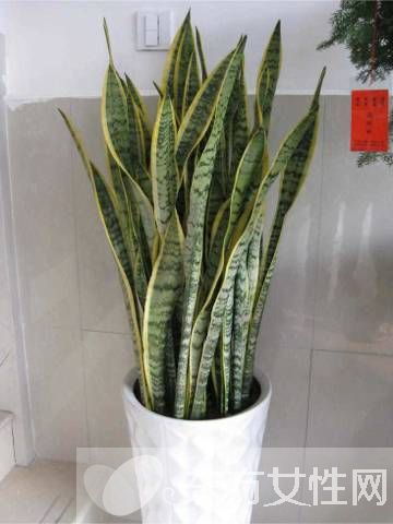 虎皮兰的三大风水作用 虎皮兰对家居环境还有这影响