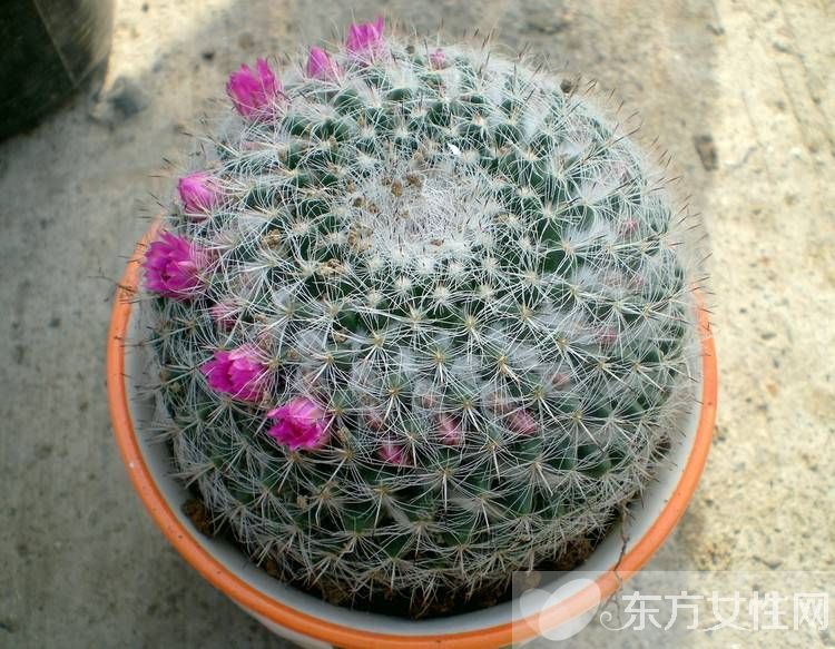 防辐射植物的最佳选择 这些植物可以净化空气哦