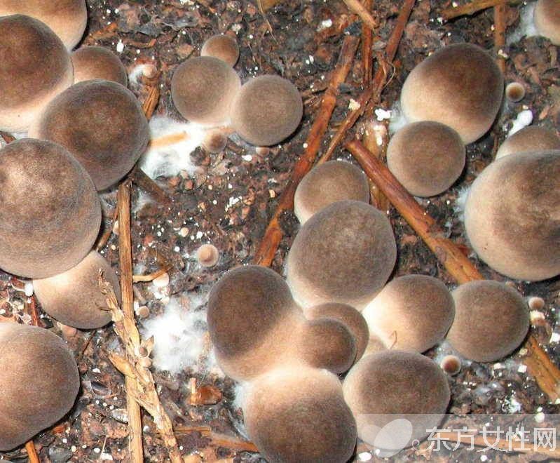 草菇的营养价值有哪些 推荐草菇的两大食疗法