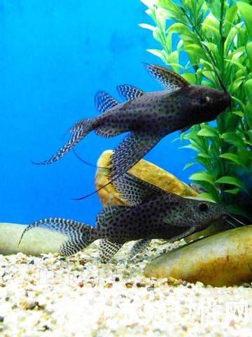 清道夫鱼怎么养 六大招教会你