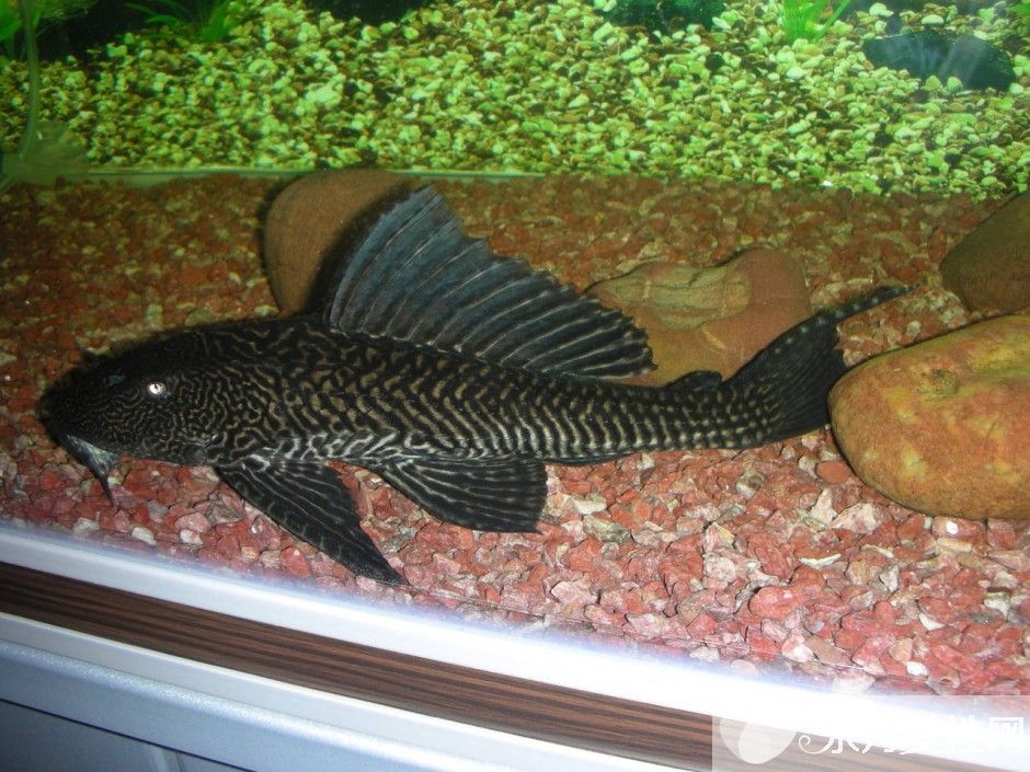 清道夫鱼怎么养 六大招教会你