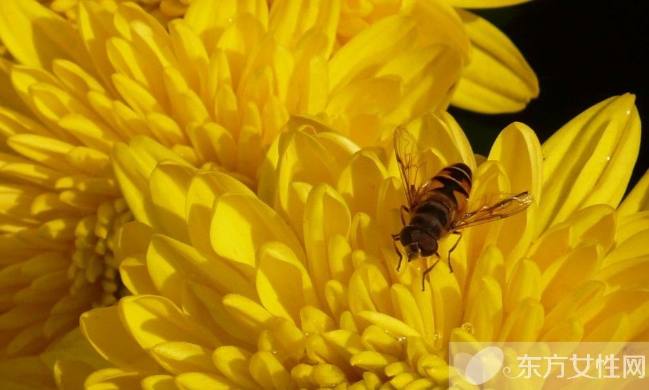 花粉过敏怎么办 传统治疗花粉过敏的弊端