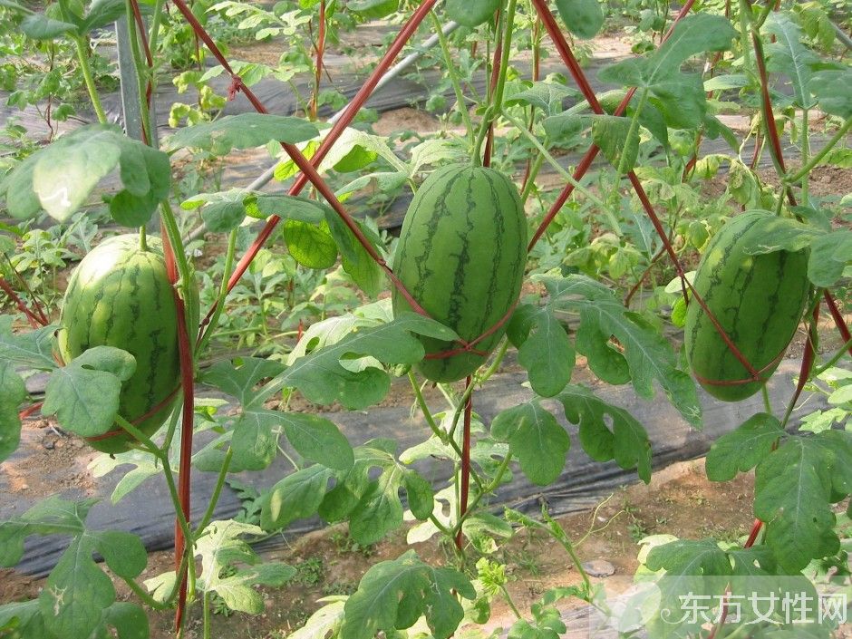 孕妇可以吃西瓜吗 吃西瓜有什么好处