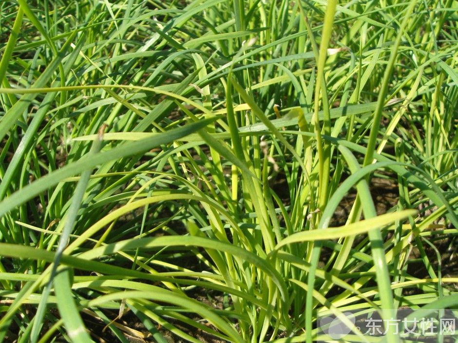 孕妇可以吃韭菜吗 孕妇吃韭菜的好处