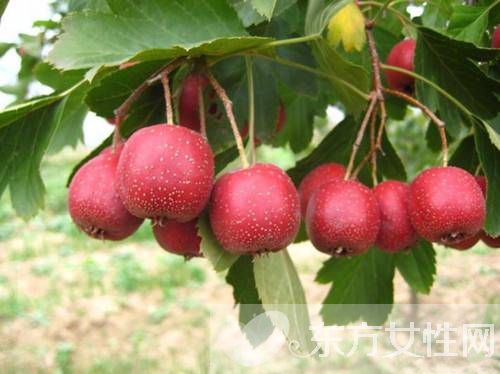 吃山楂要注意什么 山楂的功效与作用