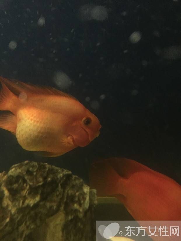 血红鹦鹉鱼怎么养 五大饲养技巧教会你